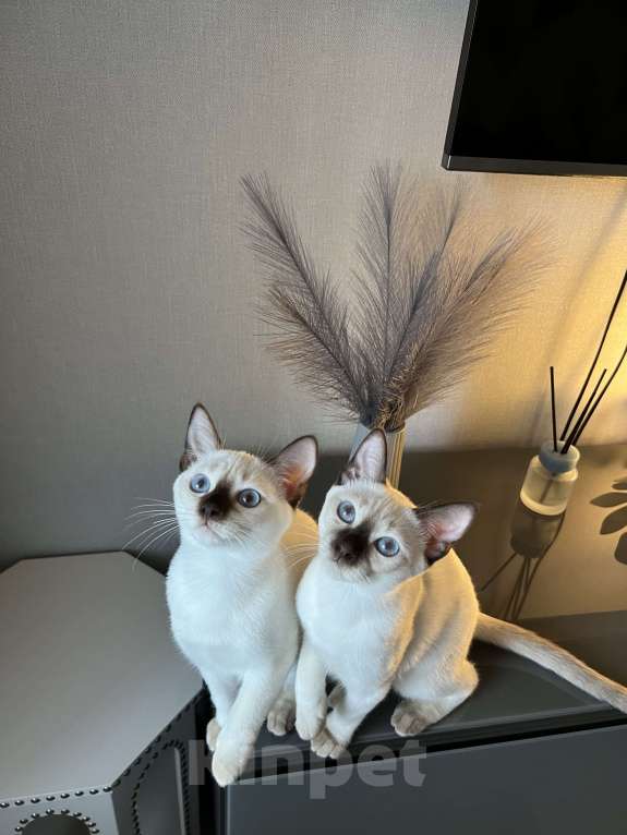 Кошки в Москве: Тайские котята Девочка, 55 000 руб. - фото 2