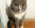 Кошки в Зарайске: Ласковый котик ( 1-2 года) Мальчик, Бесплатно - фото 4
