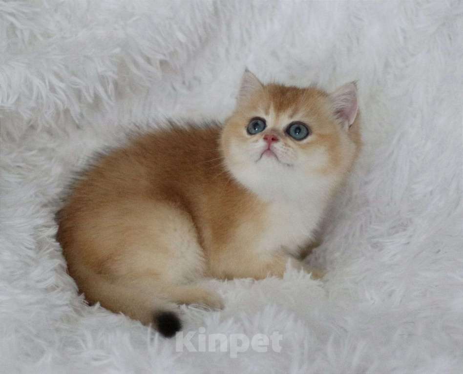 Кошки в Волгодонске: Котёнок Девочка, 10 500 руб. - фото 1