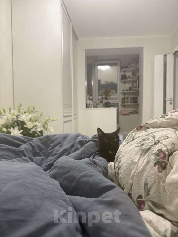 Кошки в Москве: Котенок в добрые руки , к сожалению аллергия началась , девочке 4 месяца  Девочка, Бесплатно - фото 3