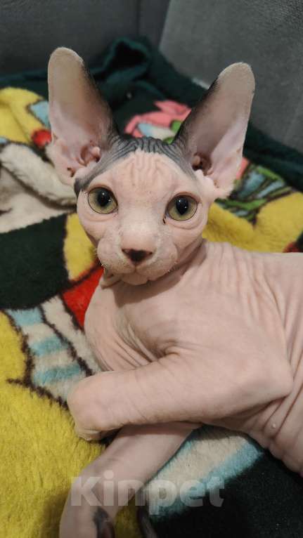 Кошки в других городах Московской области: Кот белый 3 мес Мальчик, 50 000 руб. - фото 1