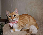 Кошки в Москве: Молоденькая рыжая Злата ищет дом! Девочка, Бесплатно - фото 1