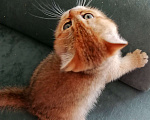 Кошки в Одинцово: Британский котенок мальчик Мальчик, 10 000 руб. - фото 4