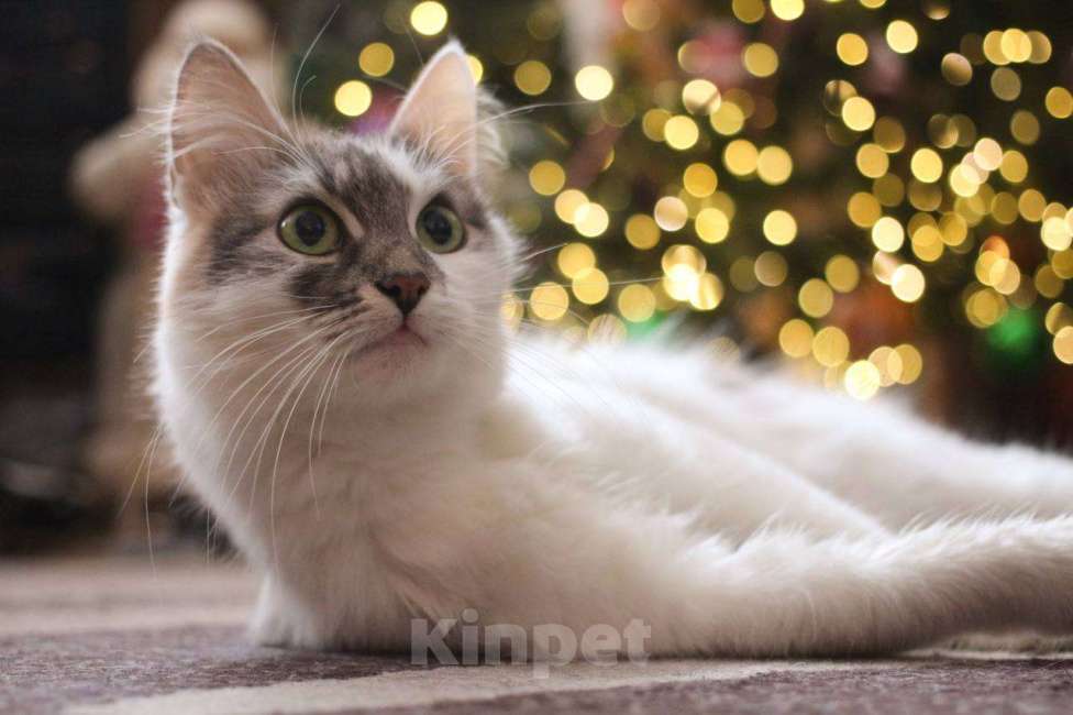 Кошки в Москве: Мика Девочка, Бесплатно - фото 1