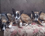 Собаки в Пензе: Щенки метисы овчарки даром Мальчик, Бесплатно - фото 5