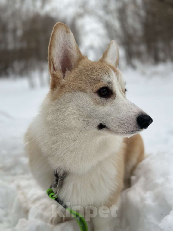 Собаки в Туле: Племенной кобель на вязку Мальчик, Бесплатно - фото 2