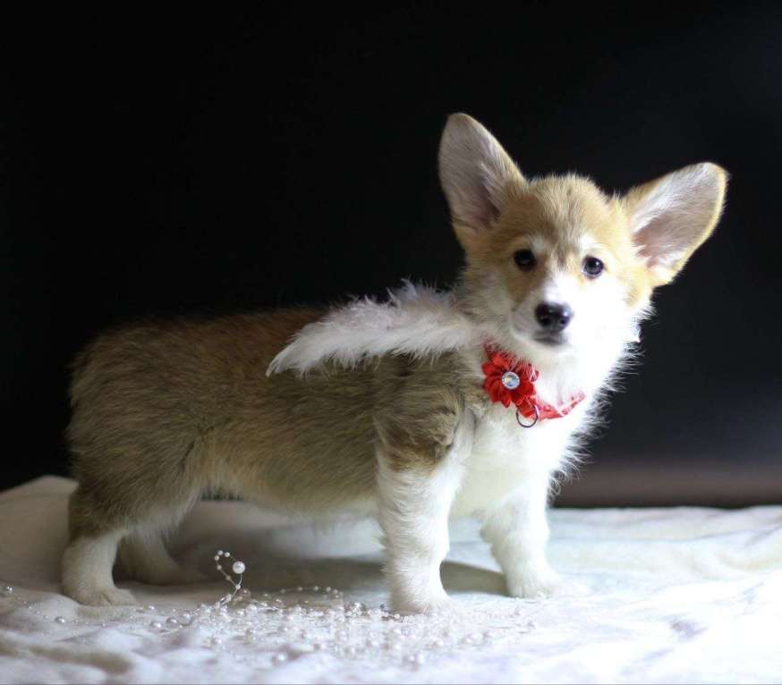 Собаки в Тольятти: Вельш Корги Пемброк Дольче Вита Девочка, 80 000 руб. - фото 4