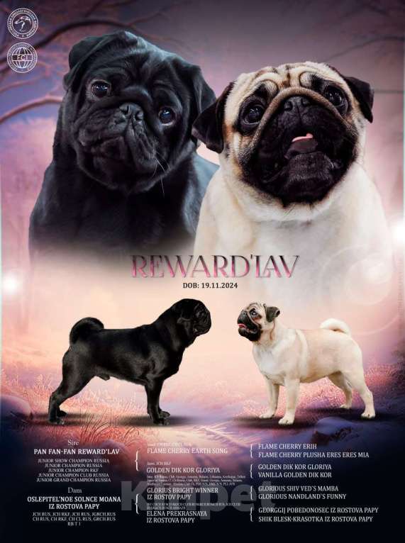 Собаки в Краснодаре: ♂️  (без брака, перспективные)  🐶 Окрас: BLACK 🎂 Дата рождения: 19.11.2024г.  📝 Документы РКФ Мальчик, 80 000 руб. - фото 1