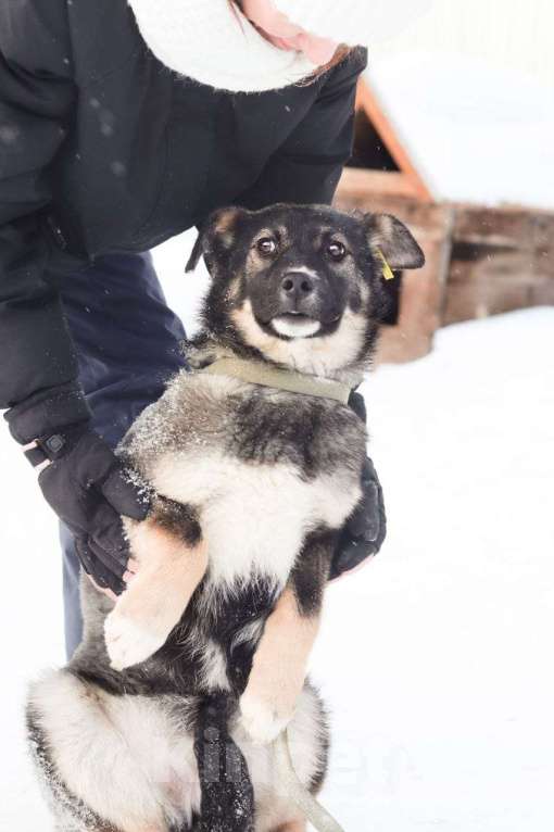 Собаки в Новосибирске: Собака щенок  Девочка, 100 руб. - фото 4
