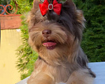Собаки в Москве: Щенок Йоркширский терьер шоколадный мерле  Мальчик, 50 000 руб. - фото 2