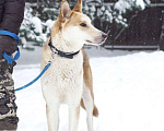 Собаки в Звенигороде: Красавец Хаммер собака в добрые руки Мальчик, Бесплатно - фото 2