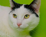 Кошки в Москве: Афина (Афи) 1,5г белая кошечка  с чёрными пятнами и зелёными глазками Девочка, 478 руб. - фото 3