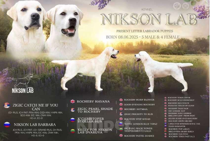 Собаки в Ижевске: Щенки лабрадора с чемпионской родословной Мальчик, 80 000 руб. - фото 2