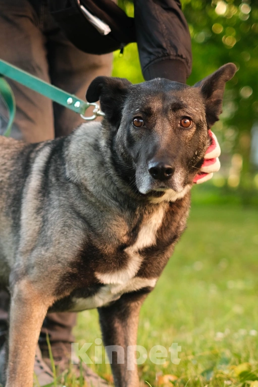 Собаки в Санкт-Петербурге: Грейс из приюта в добрые руки Девочка, Бесплатно - фото 6