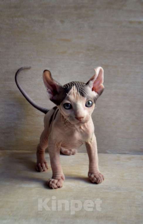 Кошки в Краснодаре: Котёнок Сфинкс Эльф мальчик Мальчик, Бесплатно - фото 2