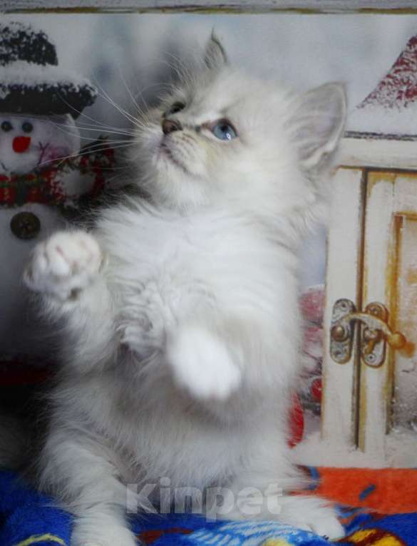 Кошки в Кирове: Невская маскарадная кошечка Девочка, Бесплатно - фото 6