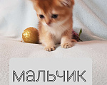 Кошки в Екатеринбурге: Шотландский котик. Мальчик, Бесплатно - фото 3