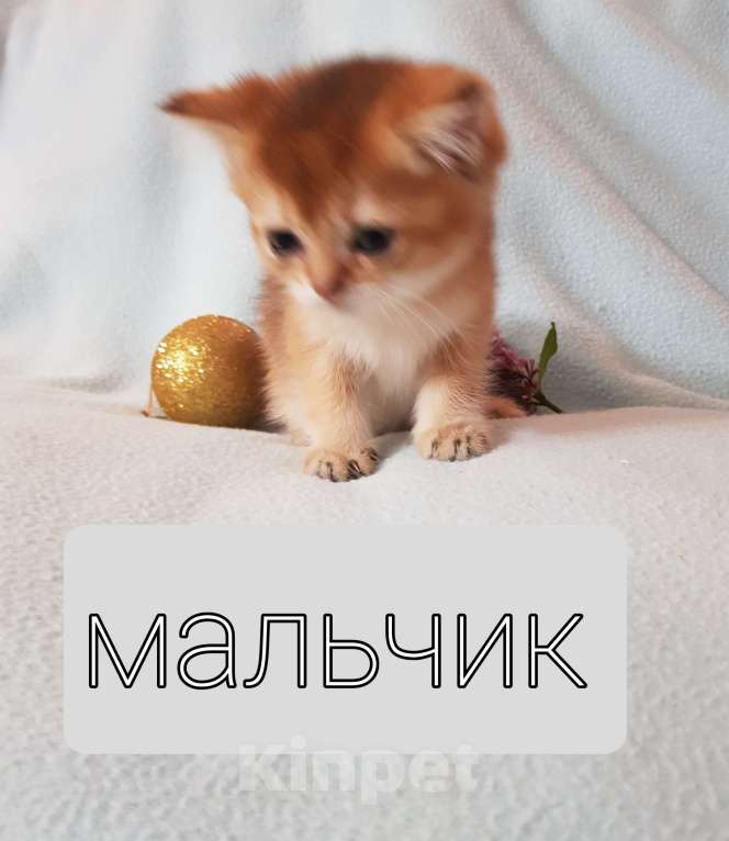 Кошки в Екатеринбурге: Шотландский котик. Мальчик, Бесплатно - фото 3