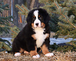 Собаки в Москве: Щенок Бернский зенненхунд Мальчик, Бесплатно - фото 3