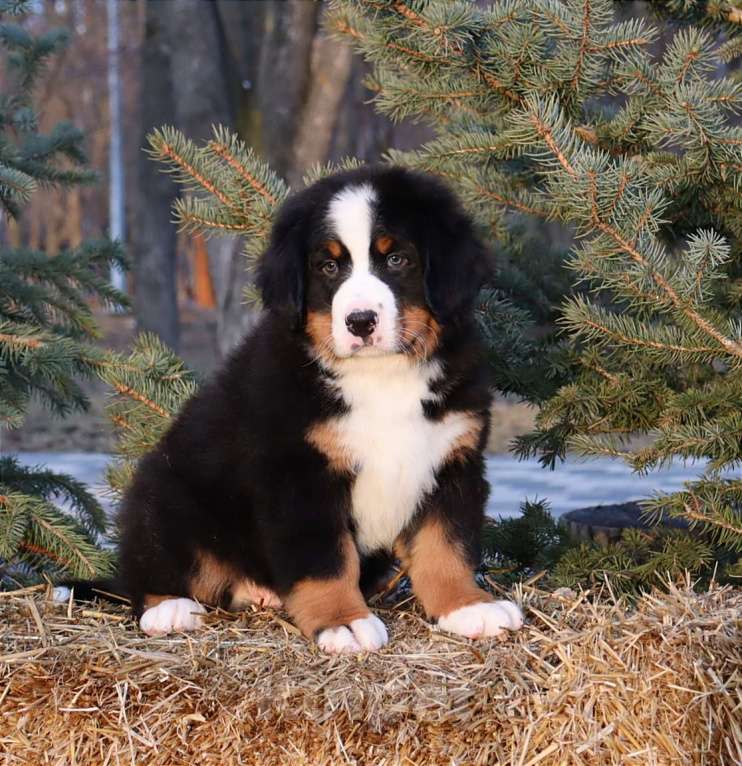 Собаки в Москве: Щенок Бернский зенненхунд Мальчик, Бесплатно - фото 3