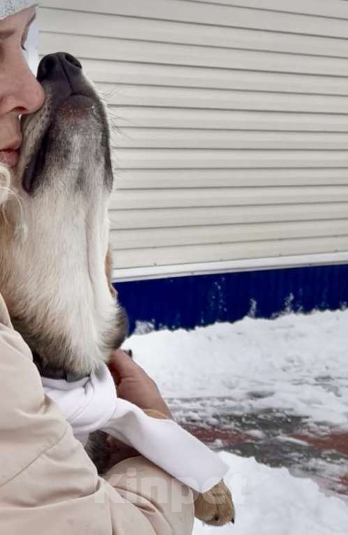Собаки в Новосибирске: Солидный щенок в добрые руки Мальчик, Бесплатно - фото 3