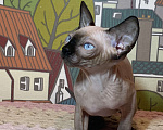 Кошки в Москве: Невероятная девочка канадочка Девочка, 45 000 руб. - фото 1