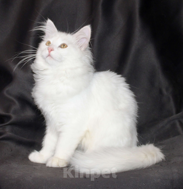 Кошки в Тюмени: Сибирский котёнок Девочка, 15 000 руб. - фото 8