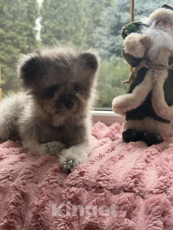 Собаки в Ейске: Той пудель тикап  Мальчик, 190 000 руб. - фото 4