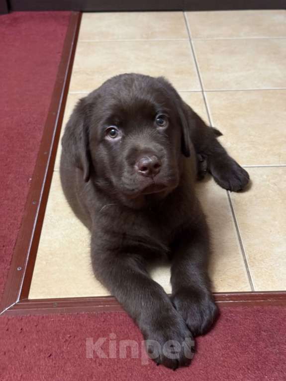Собаки в Люберцах: ЭЛИТНЫЙ ЩЕНОК ЛАБРАДОРА- РЕТРИВЕРА, ШОКОЛАДНОГО ОКРАСА Девочка, 100 000 руб. - фото 4