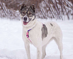 Собаки в Москве: Не алабай, а очень ласковая кошечка Юта в поисках семьи Девочка, Бесплатно - фото 5
