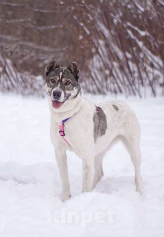 Собаки в Москве: Не алабай, а очень ласковая кошечка Юта в поисках семьи Девочка, Бесплатно - фото 5
