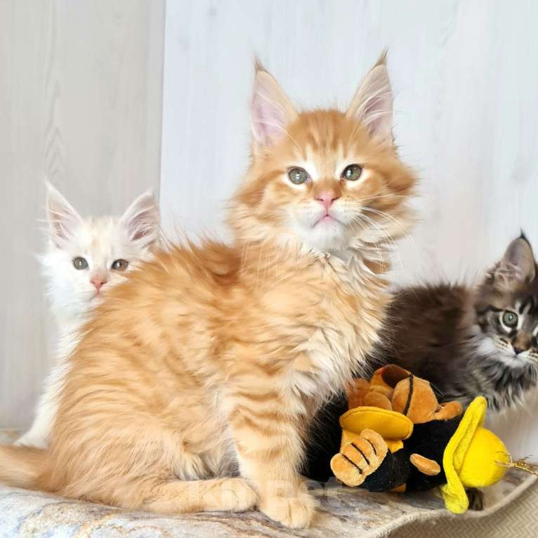 Кошки в других городах Ярославской области: Котята Мейн кун Мальчик, Бесплатно - фото 4