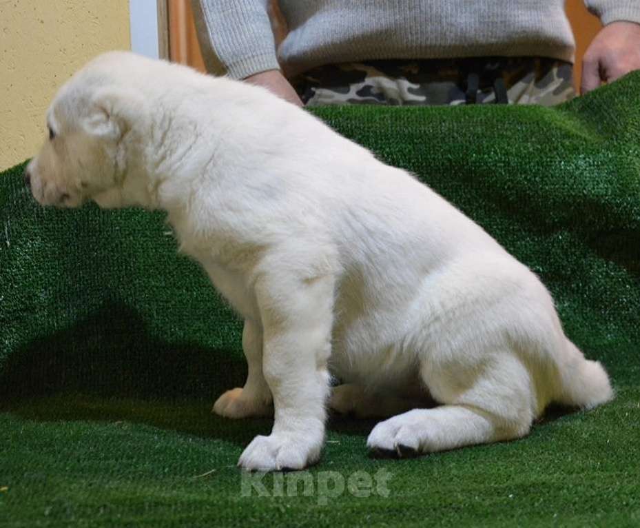 Собаки в Москве: Щенок из племенного питомника для вас Девочка, 50 руб. - фото 3