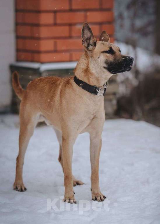 Собаки в Москве: В поисках ответственных людей энергичный и жизнерадостный пёс Веня! Мальчик, Бесплатно - фото 2