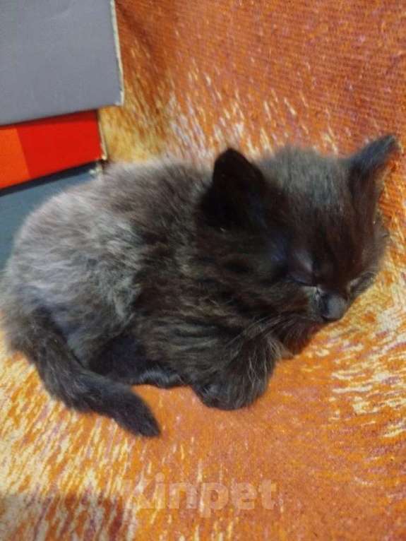 Кошки в Калуге: Котята в хорошие руки Мальчик, Бесплатно - фото 5