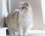 Кошки в Москве: Британская кошечка для разведения Девочка, 100 000 руб. - фото 4