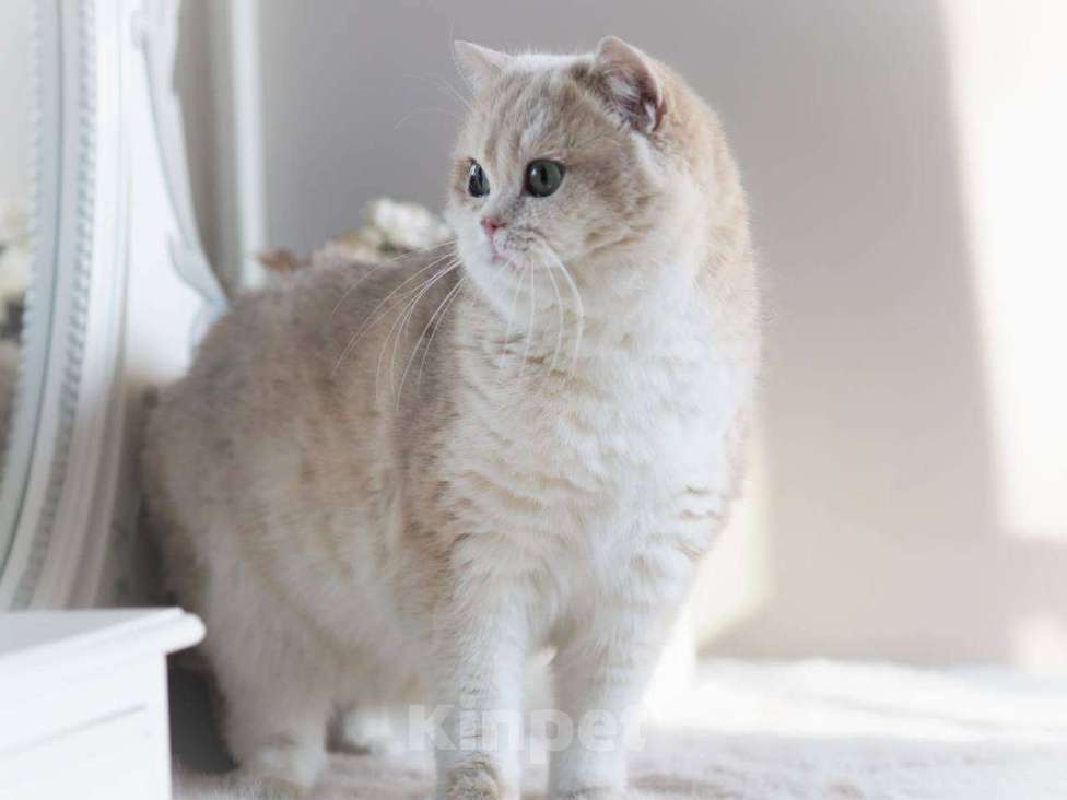 Кошки в Москве: Британская кошечка для разведения Девочка, 100 000 руб. - фото 4