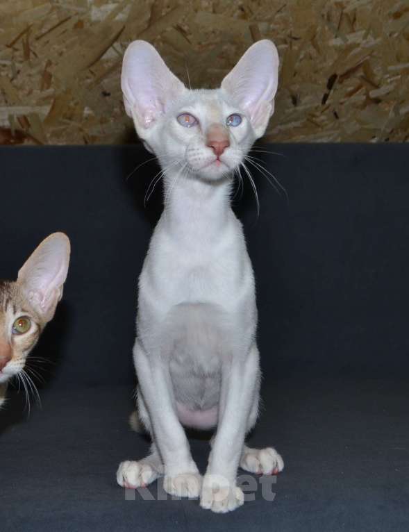 Кошки в Глазове: Хассан Мальчик, 25 000 руб. - фото 2