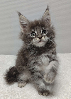 Мейн-кун девочка