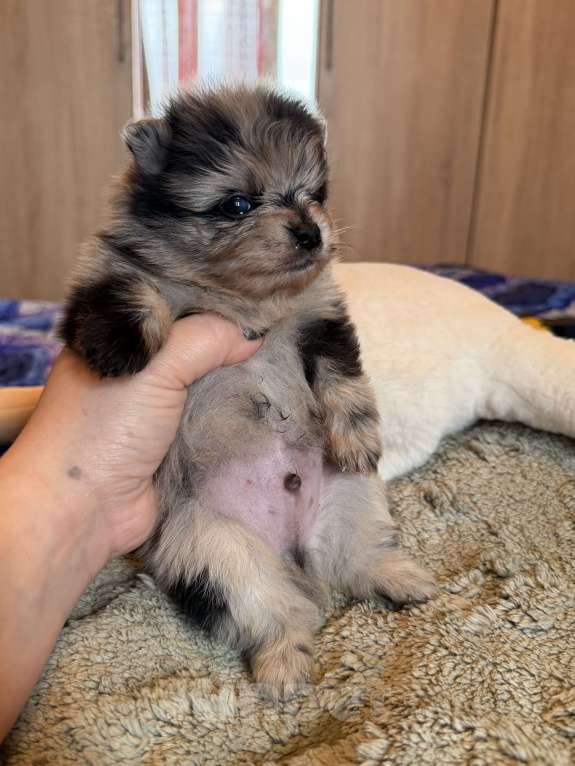 Собаки в других городах Московской области: Мерле шпиц Мальчик, 60 000 руб. - фото 6