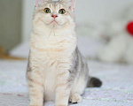 Кошки в Орлове: Голубое золото котик, 45 000 руб. - фото 3