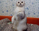 Кошки в Новокубанске: Шотландская кошечка, 1 руб. - фото 1
