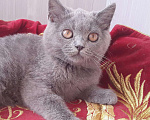 Кошки в Малмыже: Голубые и лиловые. Из питомника Reineke, 7 000 руб. - фото 5