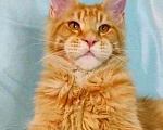 Кошки в Усинске: Крупный красный мальчик Мейн Кун Мальчик, 35 000 руб. - фото 3