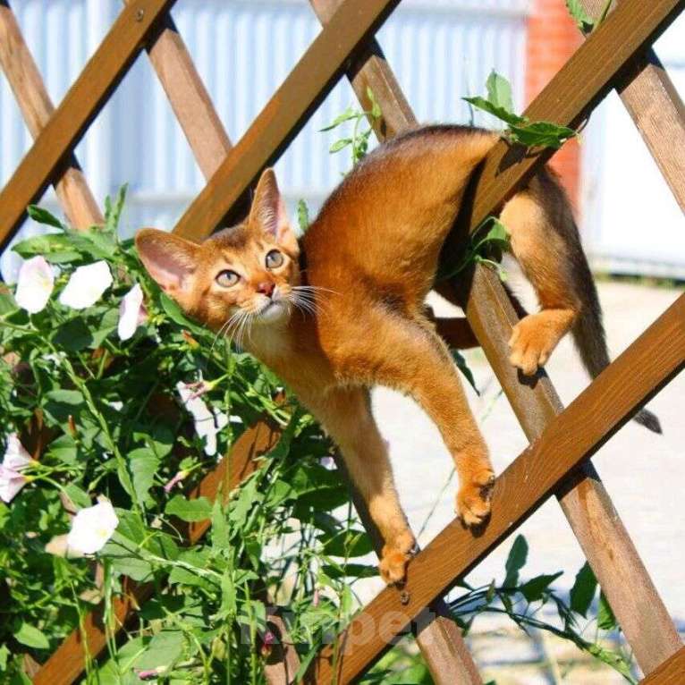 Кошки в Москве: Абиссинские котята Девочка, 55 000 руб. - фото 2