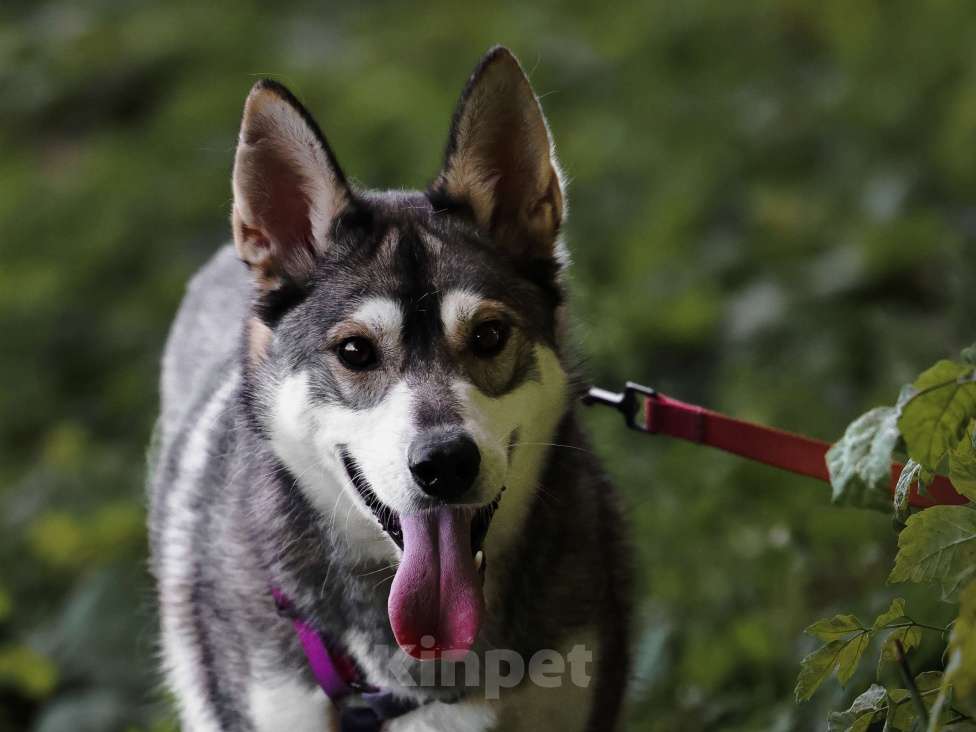 Собаки в Москве: Метис Хаски в добрые руки Мальчик, 99 руб. - фото 1