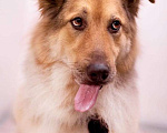 Собаки в Москве: Молодой красавец Рекс ищет чуткого, понимающего хозяина.  Мальчик, Бесплатно - фото 5