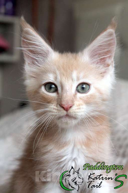 Кошки в Санкт-Петербурге: Мейн-Кун мальчик красный дым Мальчик, 40 000 руб. - фото 3