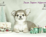 Собаки в Москве: Щенки чихуахуа Мальчик, Бесплатно - фото 1