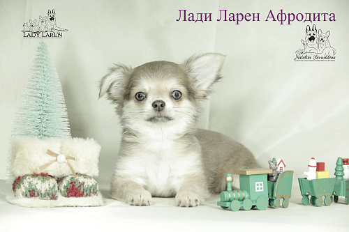 Щенки чихуахуа